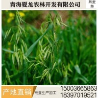 燕麥草 養(yǎng)殖場(chǎng)燕麥草 牛羊、兔子、荷蘭豬和豚鼠寵物牧草