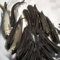 【基地直銷】草魚苗 鯇魚苗 長(zhǎng)江草魚苗 淡水魚苗批發(fā) 規(guī)格齊全