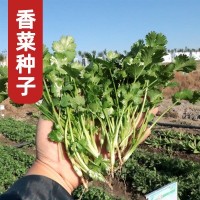 壽光蔬菜種子 香菜種子四季播 芫荽種子香菜籽大葉鐵桿耐熱香菜種