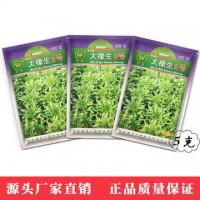 鳳鳴雅世 農(nóng)家播種蔬種子盆栽菜種子 大橡生2號綠色生菜種子 5克