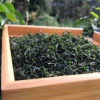 新茶春茶廠家直銷 小葉苦丁青山綠水大量批發(fā)毛冬青