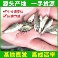 極速發(fā)貨 中科五號(hào)鯽魚(yú)苗 高產(chǎn)快大鯽魚(yú)水花活體魚(yú)苗批發(fā)