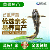 雜交黃骨魚(yú)苗 瓦氏黃顙魚(yú) 黃辣丁 全雄黃骨活體魚(yú)苗批發(fā)