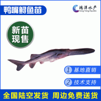 鴨嘴魚苗 匙吻鱘魚苗 高產(chǎn)優(yōu)質(zhì)美國(guó)匙吻鱘 淡水養(yǎng)殖活體魚苗批發(fā)