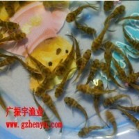 魚苗批發(fā) 全雄黃骨魚苗 單性黃顙魚苗 雜交黃骨魚苗黃辣丁魚苗