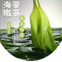 霞浦海帶苗批發(fā)新鮮鹽漬三秒鐘火鍋海帶嫩苗網(wǎng)紅爆款一件代發(fā)包郵