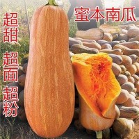 早栗蜜本南瓜種子超甜粉面蜜本甜南瓜早熟高產(chǎn)耐貯運四季蔬菜種籽