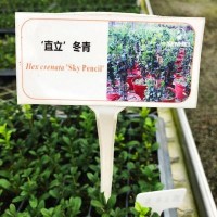 ‘直立’冬青小苗大苗綠植盆栽家庭陽臺園藝育苗批發(fā)