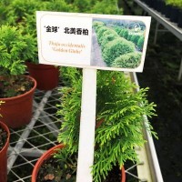 北美香柏育苗綠植盆栽家庭陽臺園藝批發(fā)