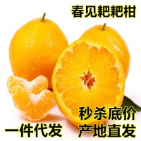 現(xiàn)貨 四川春見耙耙柑新鮮水果10斤當(dāng)季時(shí)令現(xiàn)摘柑橘子清甜多汁