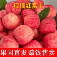 脆甜蘋果冰糖心紅富士蘋果10斤丑蘋果富士應(yīng)季新鮮水果批發(fā)紅富士