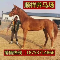 棗紅色騎乘馬汗血馬多少 哪里有女士騎乘半血馬溫血馬馴養(yǎng)基地