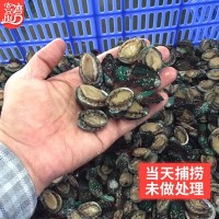 廠家批發(fā)活凍小鮑魚網(wǎng)紅麻辣小海鮮 餐飲佛跳墻食材 社區(qū)團(tuán)購代發(fā)