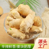 食用姜把風(fēng)干姜 出口品質(zhì)月子姜 廠家供應(yīng)批發(fā)整斤裝大姜 5斤裝