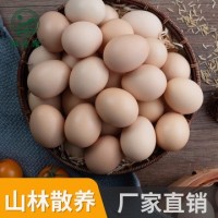 河南特產(chǎn)我老家土雞蛋批發(fā) 農(nóng)家散養(yǎng)新鮮草雞蛋廠家直銷(xiāo)