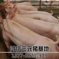 長白種母豬大白豬 母豬 大白母豬批發(fā) 豬場小母豬價(jià)格 包油