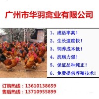 青腳土雞苗瑤雞苗紅毛大公雞苗家禽養(yǎng)殖動物種苗廣州雞苗批發(fā)活體