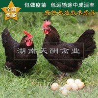 廠家供應(yīng) 土雞苗 正宗原生態(tài) 散養(yǎng)土雞苗 草雞苗 全國(guó)發(fā)貨