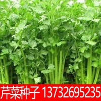 豐產(chǎn)四季西芹菜種子農(nóng)家菜園蔬菜種子批發(fā) 豐產(chǎn)大型芹菜籽