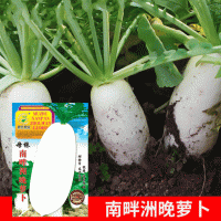 批發(fā)菜園蔬菜種子母株南畔洲晚蘿卜25克盆栽陽(yáng)臺(tái)院子菜籽廠家直銷