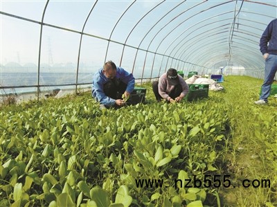 種植基地里，種植戶忙著采收蔬菜。