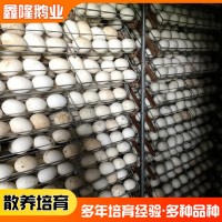 山東鵝種蛋廠家供應(yīng)種鵝蛋 禽業(yè)孵化場基地可孵化的三花種鵝蛋