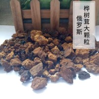 俄羅斯西伯利亞白樺茸 樺樹(shù)茸 樺褐孔菌 機(jī)打大顆粒