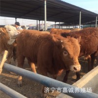 嘉誠大型養(yǎng)殖場魯西黃牛肉牛犢 西門塔小牛犢教技術價議價