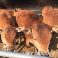 一歲左右的小牛犢現(xiàn)在價出售 新鮮牛肉 無瘦肉精 牛犢