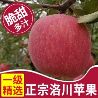 產(chǎn)地直發(fā)陜西延安洛川紅富士蘋果5斤/10斤脆甜新鮮水果一件代發(fā)