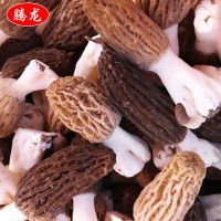 產(chǎn)地批發(fā)種植食用菌 新貨羊肚菌批發(fā) 新鮮羊肚菌