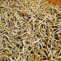 鳳尾魚(yú) 面條魚(yú) 食品廠油炸做麻辣魚(yú) 休閑零食原料