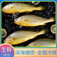 寧德霞浦大黃魚(yú)黃花魚(yú)廠家批發(fā)冷凍大黃魚(yú)鮮活海鮮水產(chǎn)品速凍