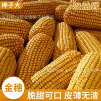 鑫希望1號(hào)玉米種子 糧食作物玉米種子批發(fā) 量大優(yōu)惠