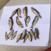 貓糧貓零食淡水小魚干小魚干貓咪零食白條魚干