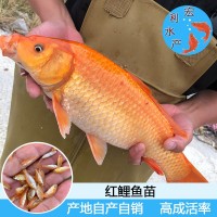 【特色魚苗】紅鯉魚苗 建鯉魚苗 金草魚苗 紅羅非魚苗 金色大頭魚