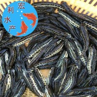 雜交黑魚苗 生魚苗 黑芝麻水花魚苗 烏魚苗 淡水養(yǎng)殖蛇頭魚