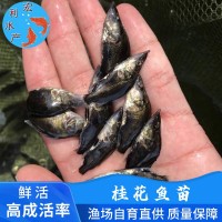 廣州水產(chǎn)養(yǎng)殖廠供應(yīng)桂花魚苗 鱖魚苗 翹嘴桂花苗 桂魚魚苗