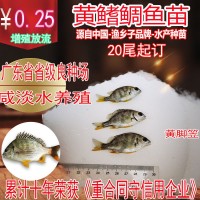 黃鰭鯛魚苗 黃腳笠魚苗 黃腳臘魚苗黃鰭鯛 臘魚苗20尾起訂