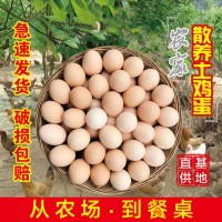 農家土雞蛋批發(fā)山林散養(yǎng)新鮮雞蛋60枚笨雞蛋柴雞蛋鮮雞蛋  2箱起批