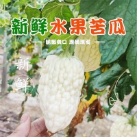 壽光產(chǎn)地蔬菜苦瓜清解蘋果水果苦瓜果實(shí)飽滿水分充足自種現(xiàn)摘批發(fā) 2件起批