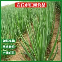 四季蔥聰苗菜蒜保鮮大蔥廠家直銷安丘大蔥批發(fā)新鮮蔬菜 40千克起批