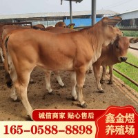 黃牛肉牛犢改良 肉牛價格怎么樣 養(yǎng)殖批發(fā)牛苗 肉?；钆? onmouseover=