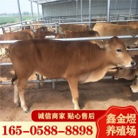 黃牛犢改良肉牛魯西黃牛 2022廣西地區(qū)肉牛行情長期出售活體牛苗