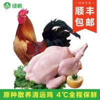 【一手三鳥】清遠(yuǎn)散養(yǎng)太監(jiān)土公雞閹雞整只新鮮現(xiàn)殺扇雞走地雞肉批  4斤起批