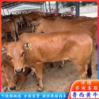 哪有賣改良小黃牛小牛犢 西門塔爾牛改良肉牛苗價(jià)格 魯西黃牛養(yǎng)殖