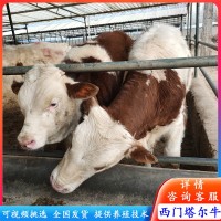 訂購(gòu)肉牛改良牛 西門塔爾牛犢 夏洛萊牛苗價(jià)格 西門塔爾牛養(yǎng)殖場(chǎng)