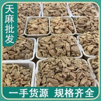 批發(fā)陜西天麻 500克 云南昭通小草壩天麻紅苗鸚鵡嘴天麻 一件代發(fā)