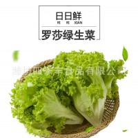 羅莎綠生菜葉新鮮農(nóng)產(chǎn)品 當季采摘凈菜涼拌生菜 超市餐廳袋裝供應