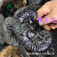 紫靈芝1斤中藥材黑散裝稱重源清堂個片子量大從優(yōu)零食批發(fā) 紫靈芝